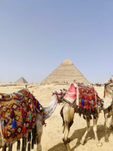 Camels with colorful decorations near the Giza Pyramids in Egypt.