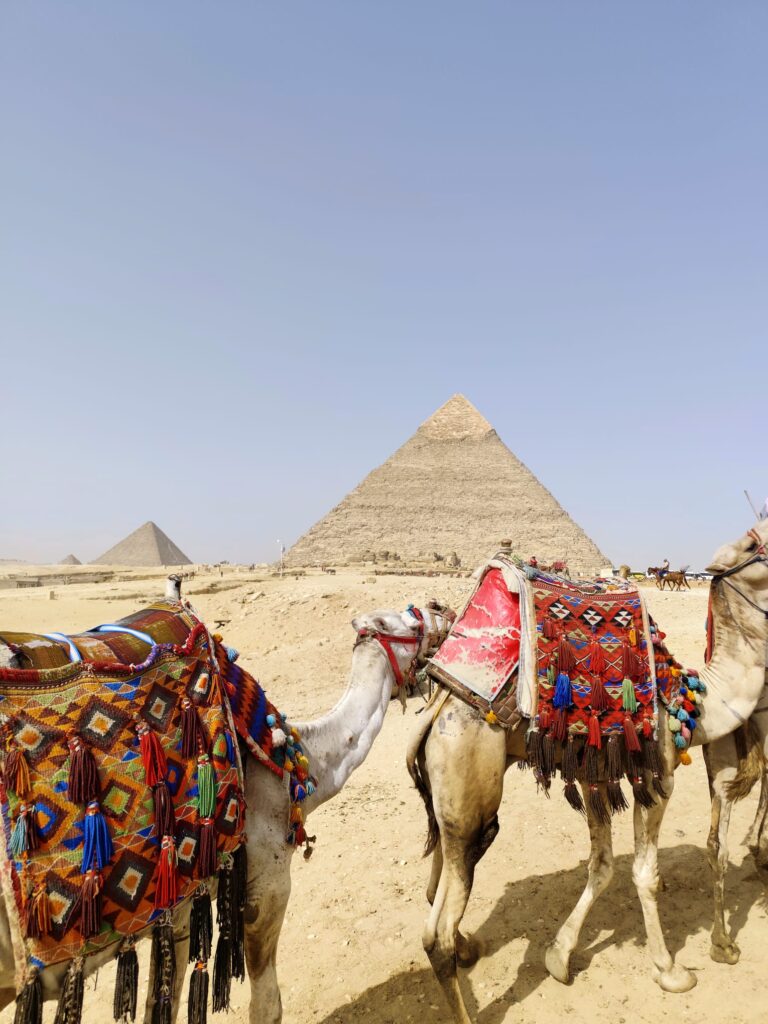 Camels with colorful decorations near the Giza Pyramids in Egypt.