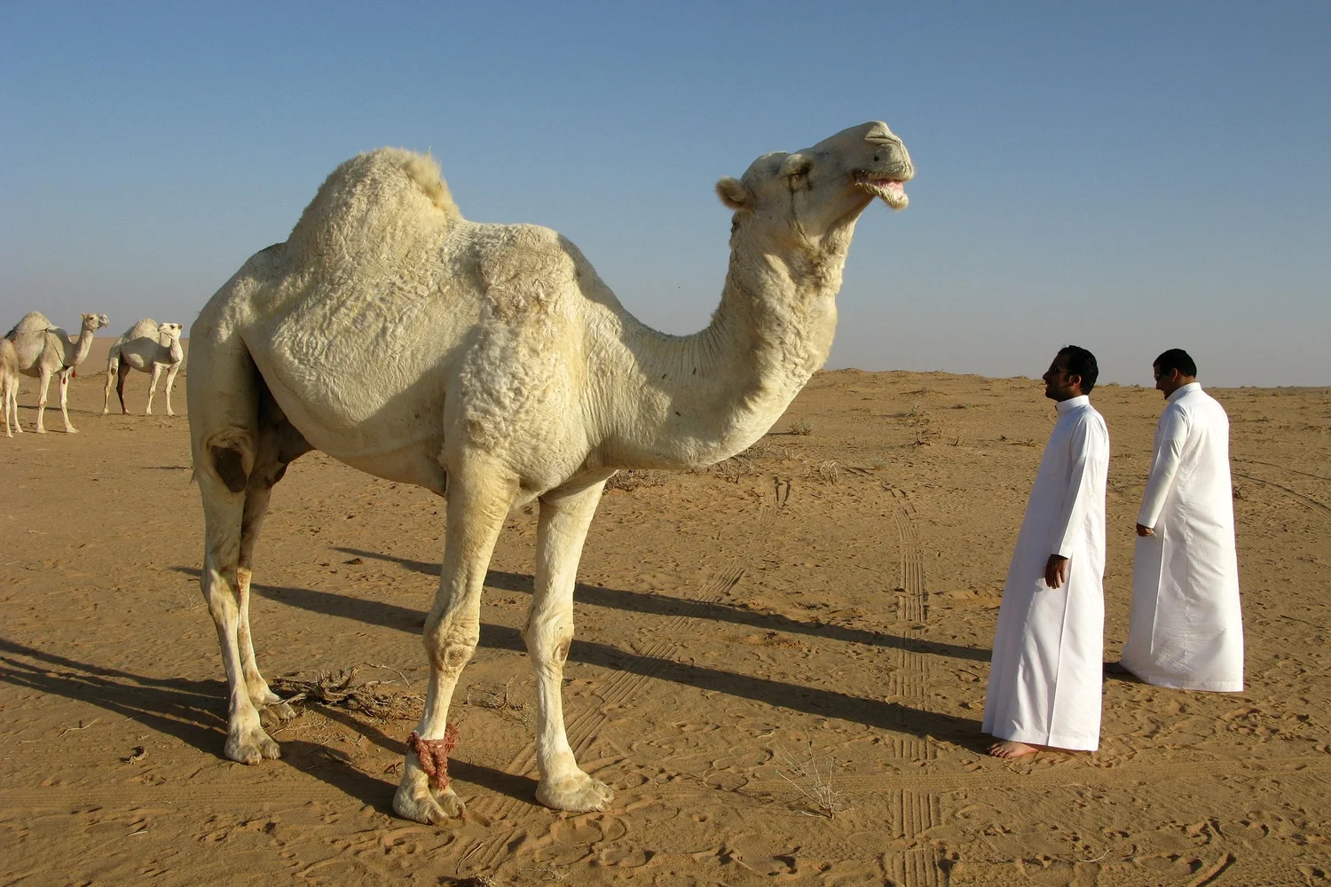 Men in traditional attire with camels in Arabian desert.