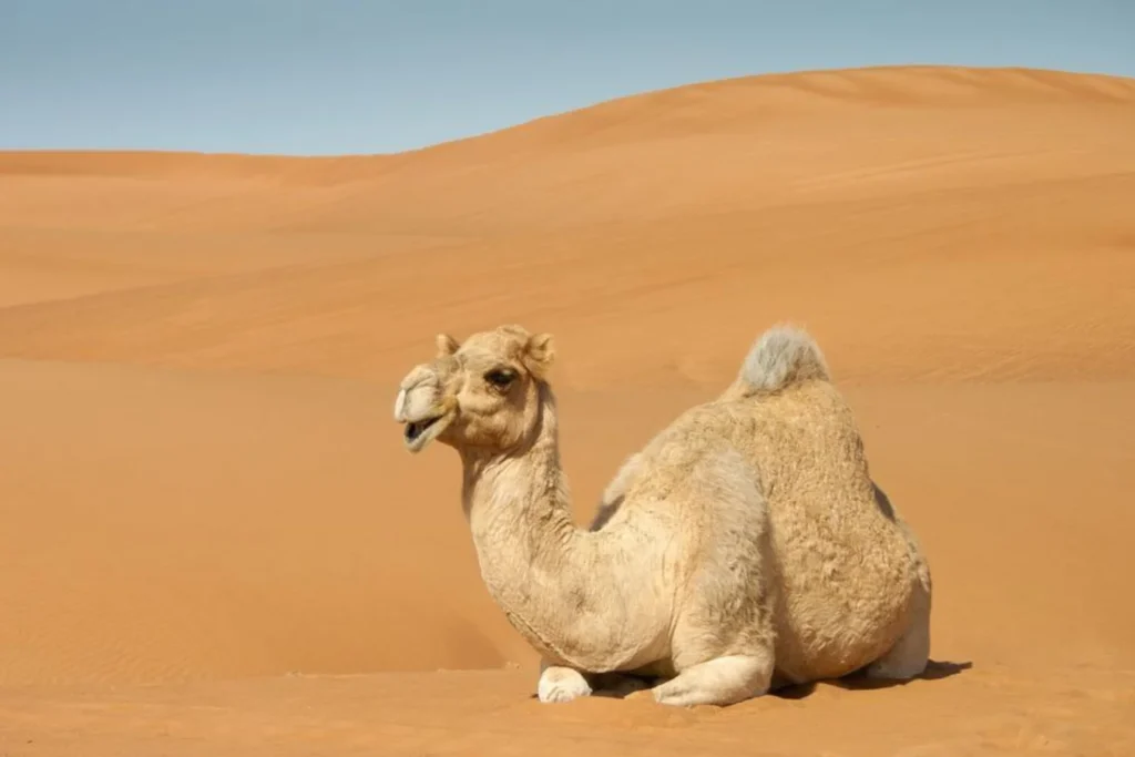 Camel sitting on sand in a Middle Eastern desert.