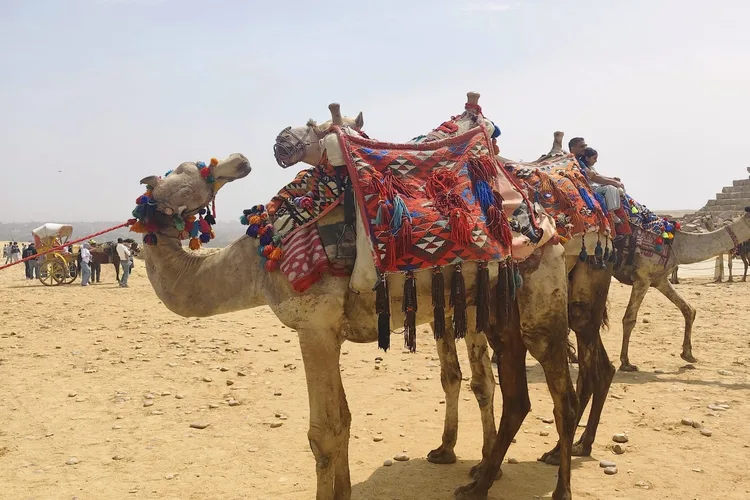 Camels with colorful blankets at Pyramids of Giza in Egypt.