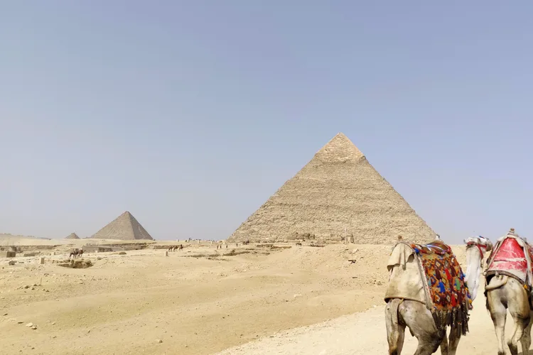 Camels in front of the Giza Pyramids under a clear sky in Egypt.